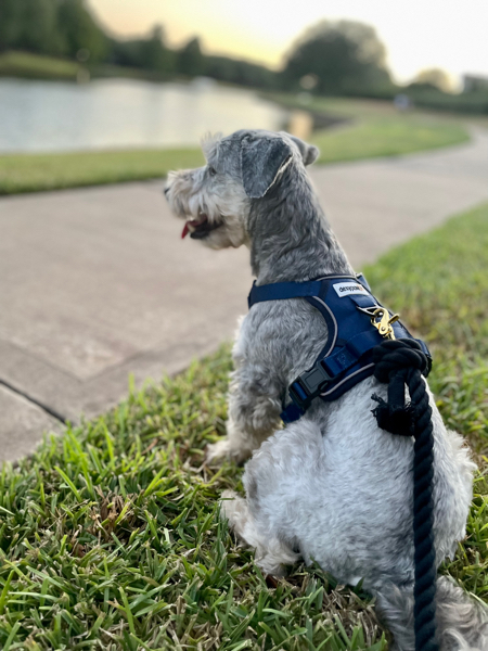 Navy dog clearance harness